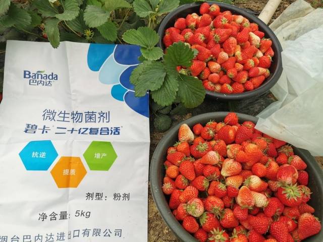 水溶肥价格多少钱一吨？